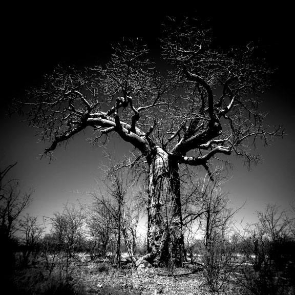 "Perseverance" is a photographic artwork by photographer Annelize Bester