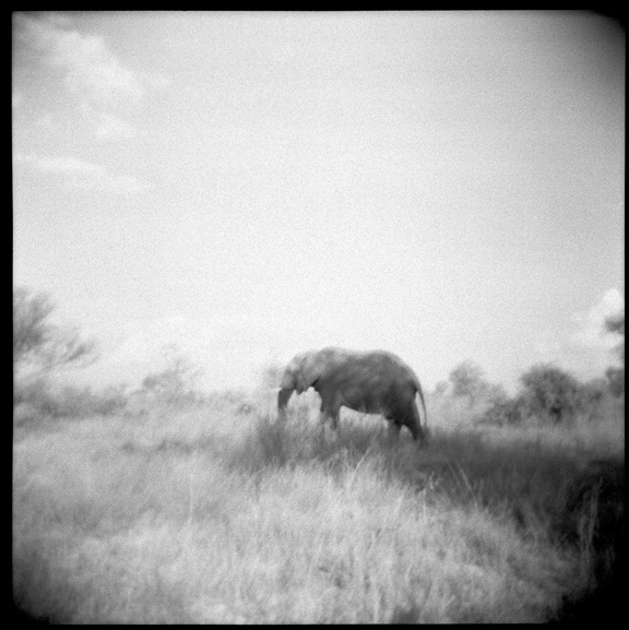 "Elephant" is a photographic work by Annelize Bester. The photo is among other Holga Photography produced for "The Children of Botswana"