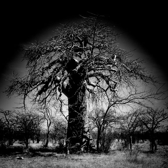"Resilience" is a photographic work by Annelize Bester
